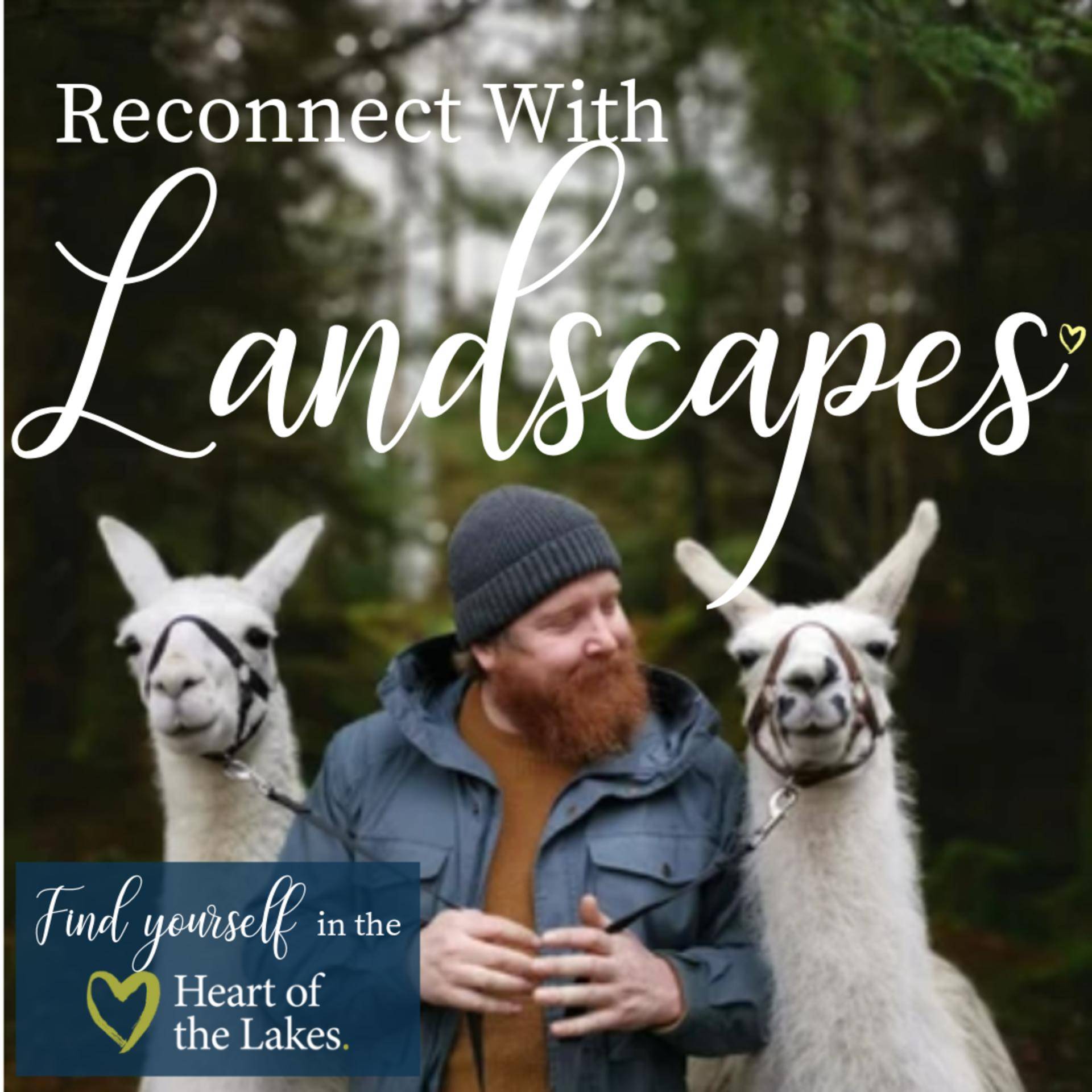 Alpaca Trek | 7 wonders of the Lake District