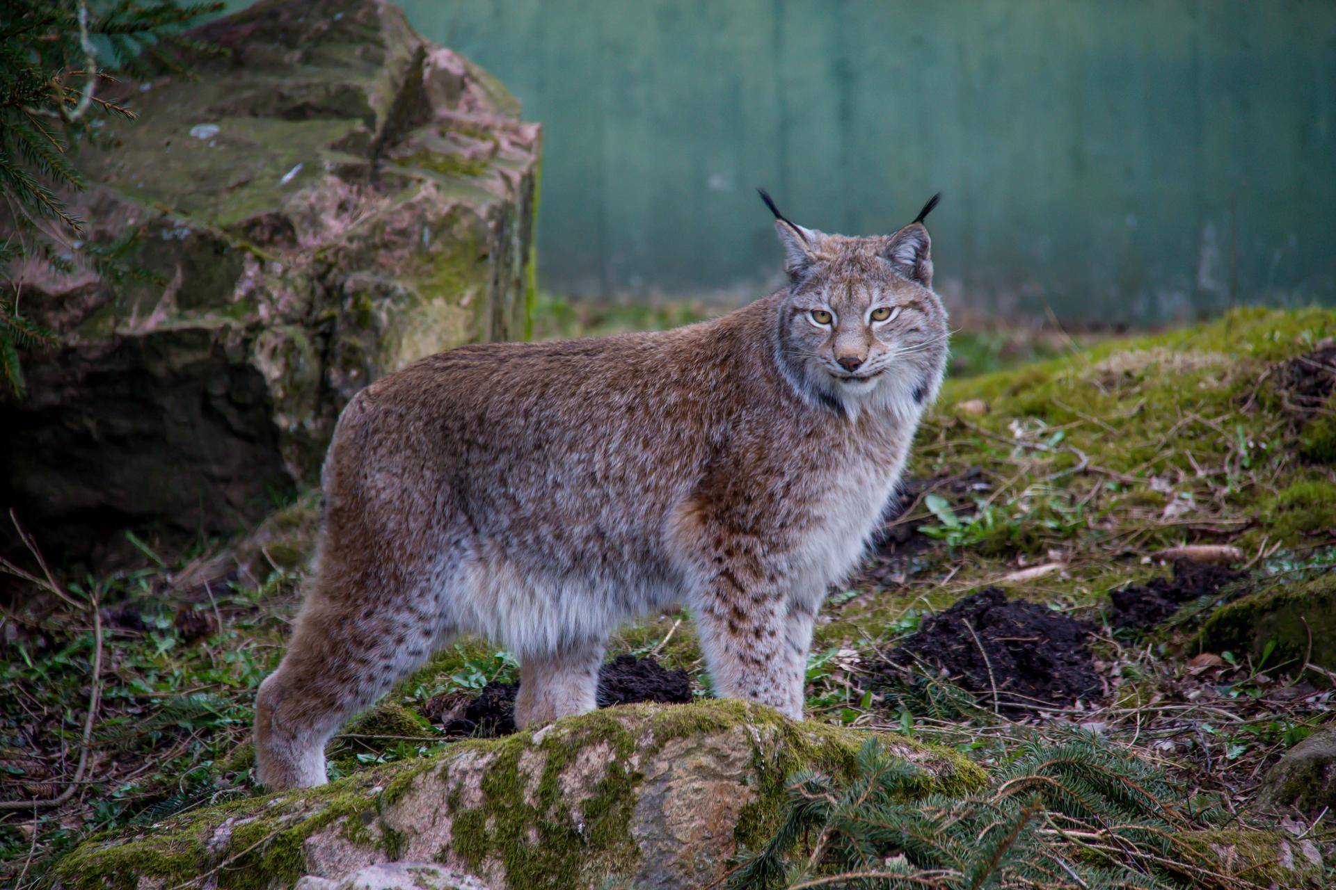 Reintroduction of lynx in Cumbria | Heart of the Lakes
