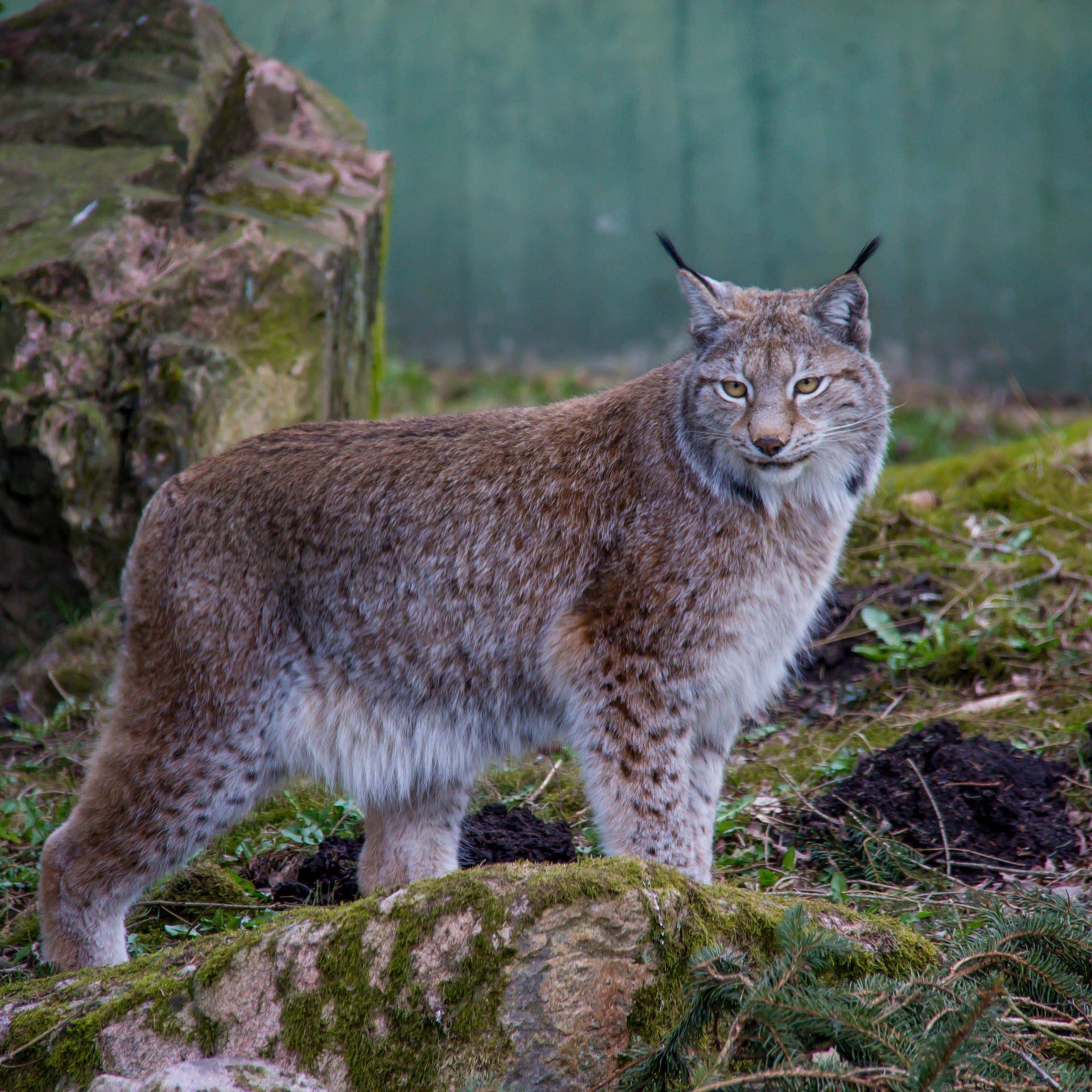 Cumbria could welcome lynx to its forests